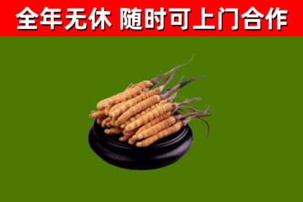 廊坊回收冬虫夏草