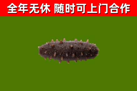 廊坊回收海参干